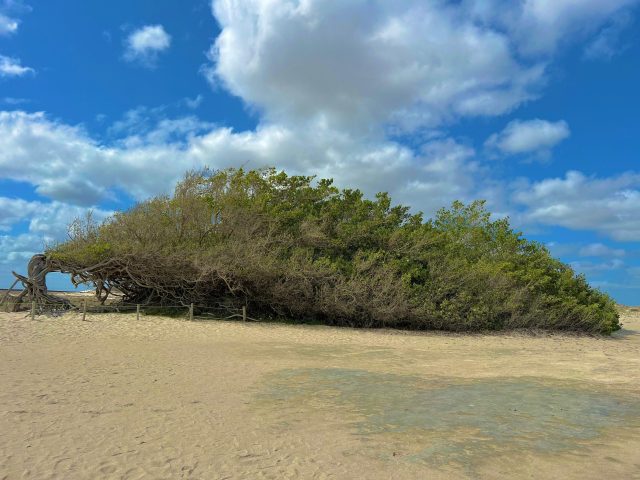 Árvore da Preguiça